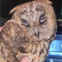 avatar Спляча сова