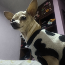 avatar αηη 𓃹☾