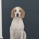 jdfonsi