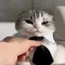 greyveiil