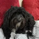 puppy_miyu