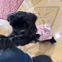 puppy_miyu