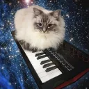 animatedkitten