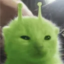 .cartiaceu