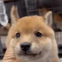 shiba4