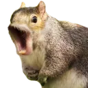 squirrelguy69