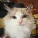 dinnodo
