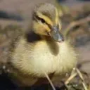 duckling2.0