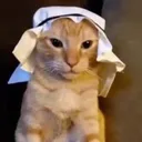 gatocojone4665