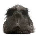 blackguineapig
