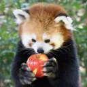 haribogummybear
