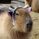 cowpybara