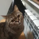 catebra