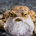 avatar Пожилая Жабка