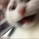 kaktusoidka