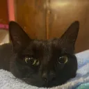 kittyfrd50
