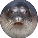 avatar The eepy seal.