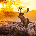Feldgamer