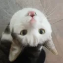 farlapata avatar