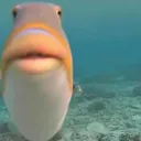 flakeygd