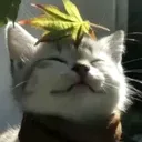 yoenkong