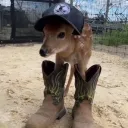 jarjarbinky