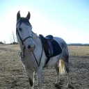 flarieon
