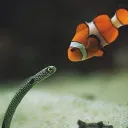 squili