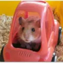 hamster_nr1 avatar