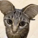ratgobbler75