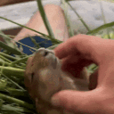 biggerton_ouncerton_the_third