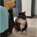 bigbunk
