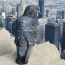 thepigeonnyc