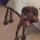 stickdog1