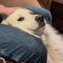 avatar katt_under_water