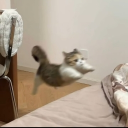 avatar Ｃａｍｅｌｏｐａｒｄｉｓ