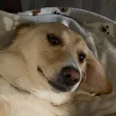 _diidix