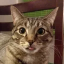 tablecatgames