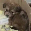 elpanatailord avatar