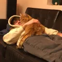freejerry_