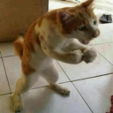 avatar KingTomaruchi