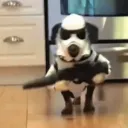 guifaga_killer