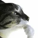 _ray_s