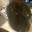 .chloeecat