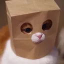 reachesforcats1807