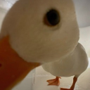 avatar silly goose