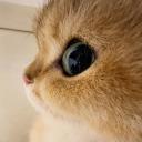 avatar Arya