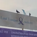 birds5846