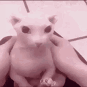 gatosinpelaje