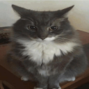Bob